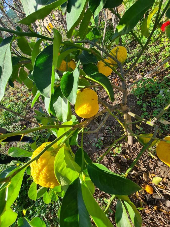 Azienda Agrituristica La Janna Di La Faj Budoni Zewnętrze zdjęcie